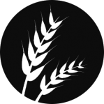 Glúten